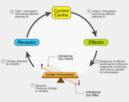 REGULATION OF INTERNAL ENVIRONMENT ( HOMEOSTASIS). diagram for SS3 Biology