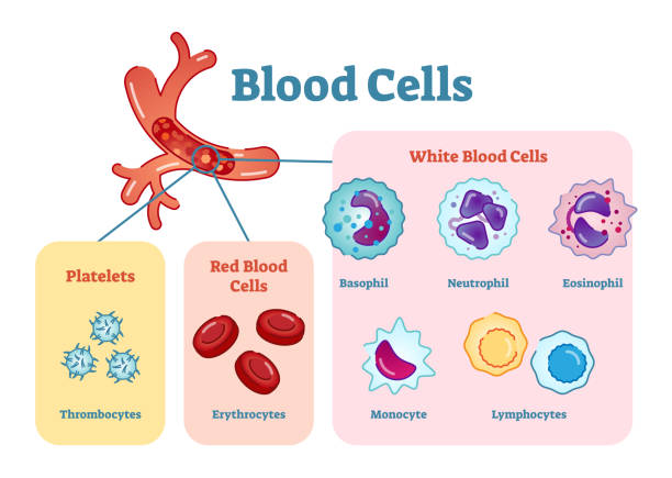 INTRODUCTION TO BIOLOGY diagram for SS1 Biology