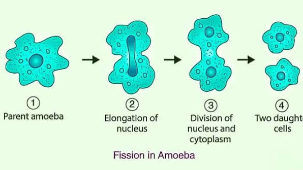 REPRODUCTION AND ASEXUAL REPRODUCTION. diagram for SS2 Biology