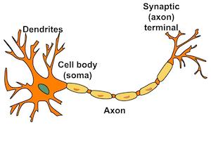 INTRODUCTION TO BIOLOGY diagram for SS1 Biology