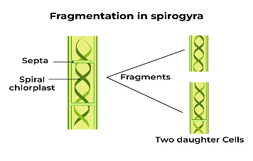 REPRODUCTION AND ASEXUAL REPRODUCTION. diagram for SS2 Biology