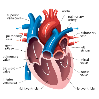 INTRODUCTION TO BIOLOGY diagram for SS1 Biology