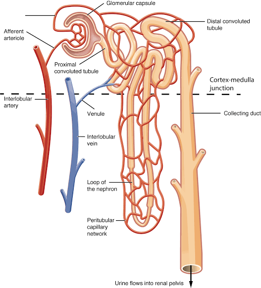 REGULATION OF INTERNAL ENVIRONMENT ( HOMEOSTASIS). diagram for SS3 Biology