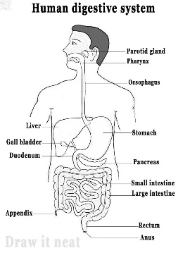 INTRODUCTION TO BIOLOGY diagram for SS1 Biology