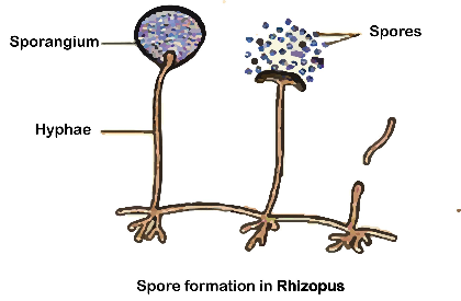 REPRODUCTION AND ASEXUAL REPRODUCTION. diagram for SS2 Biology