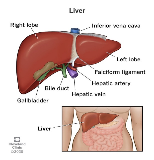 LIVER AND SKIN diagram for SS3 Biology