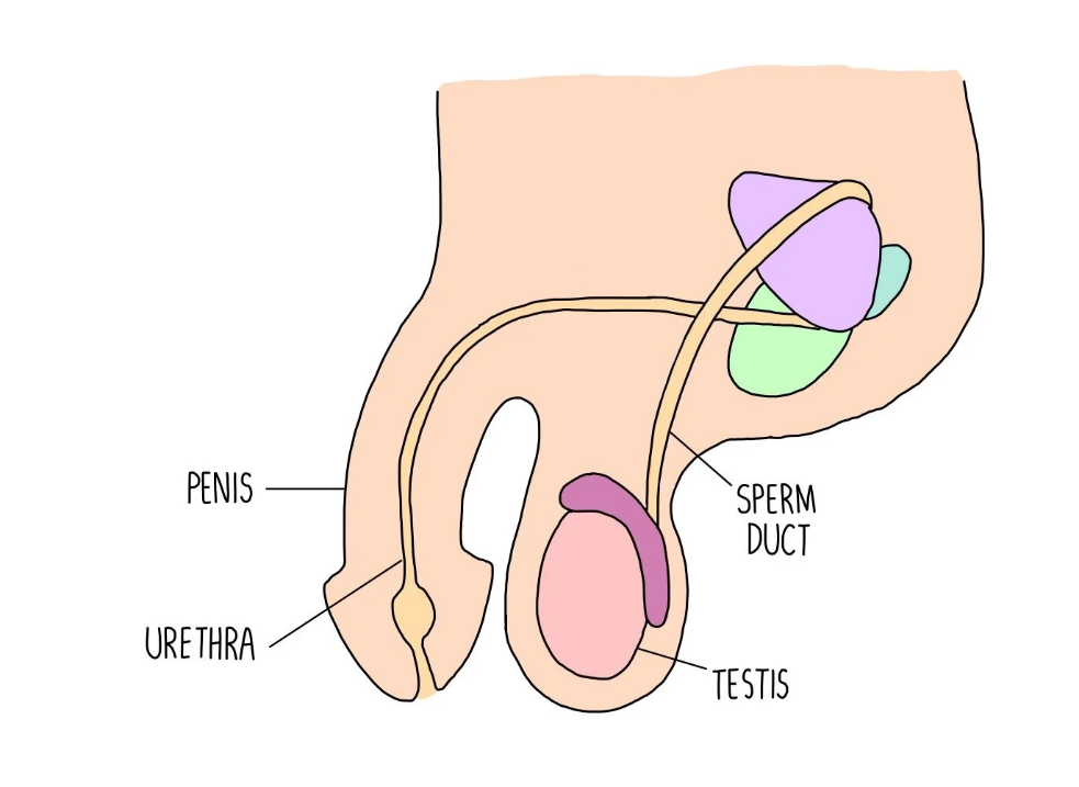 SEXUAL REPRODUCTION diagram for SS2 Biology