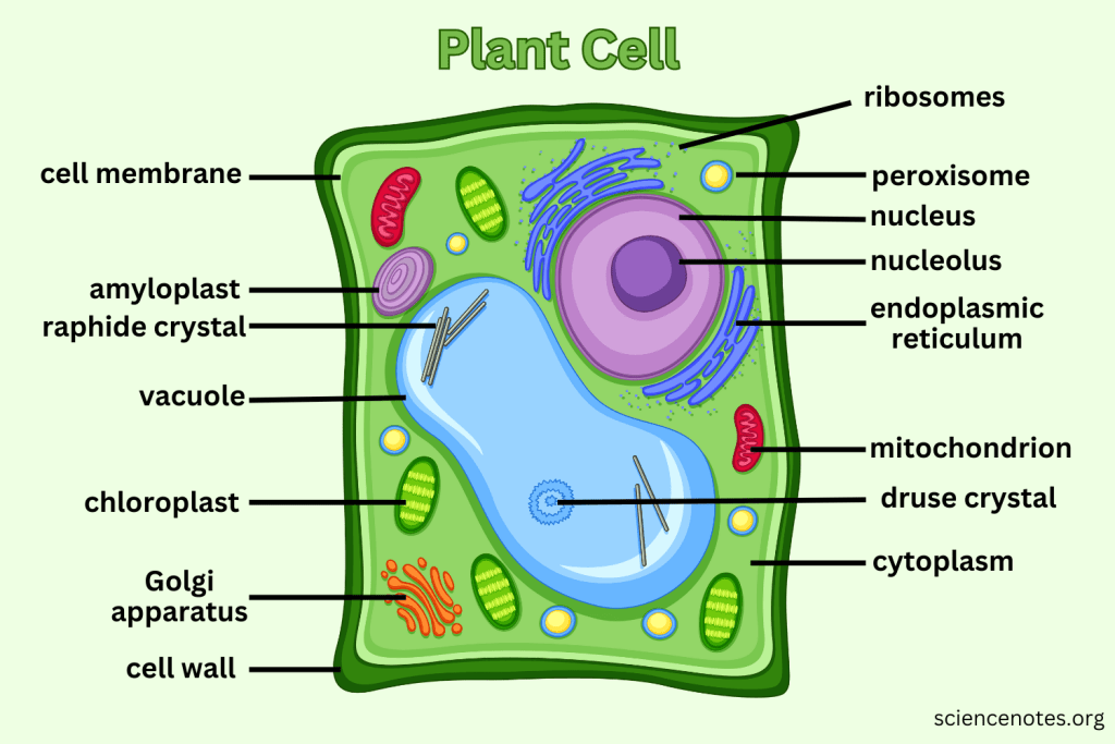 THE CELL diagram for SS1 Biology