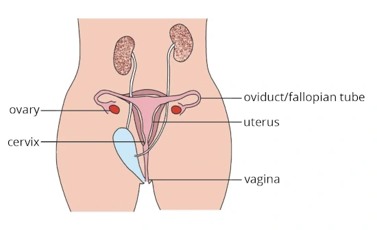SEXUAL REPRODUCTION diagram for SS2 Biology