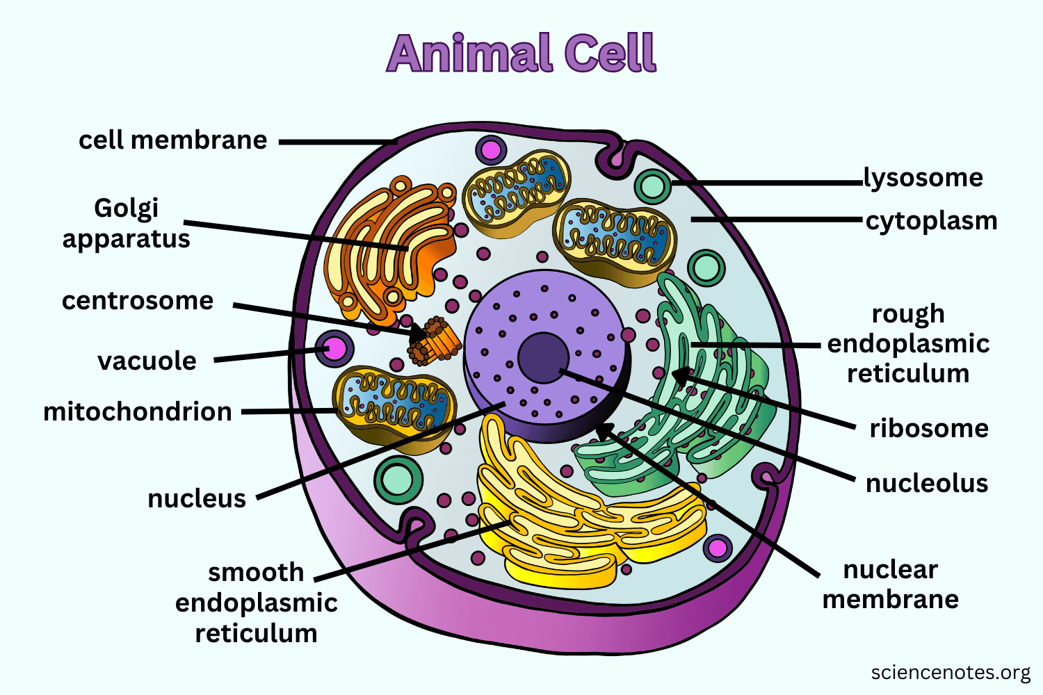 THE CELL diagram for SS1 Biology