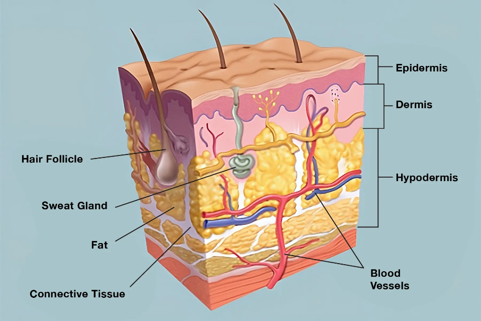 LIVER AND SKIN diagram for SS3 Biology