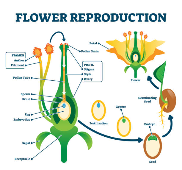 SEXUAL REPRODUCTION diagram for SS2 Biology