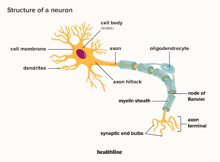 THE PERIPHERAL NERVOUS SYSTEM AND THE NEURONE diagram for SS3 Biology