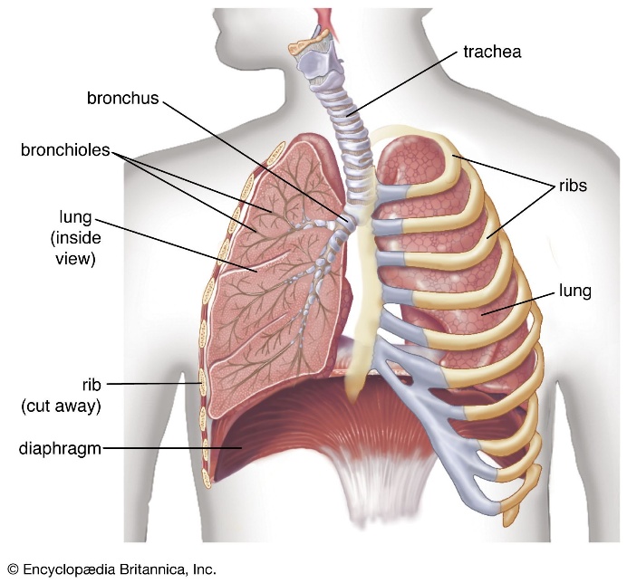 RESPIRATORY SYSTEM diagram for SS2 Biology